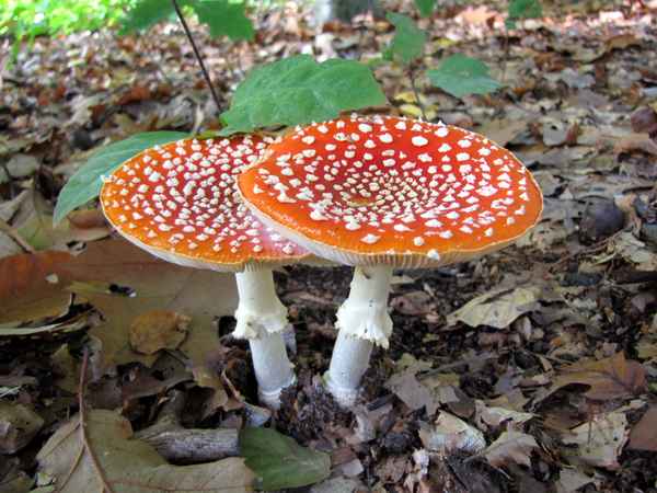 Zwei Männlein steh`n im Walde