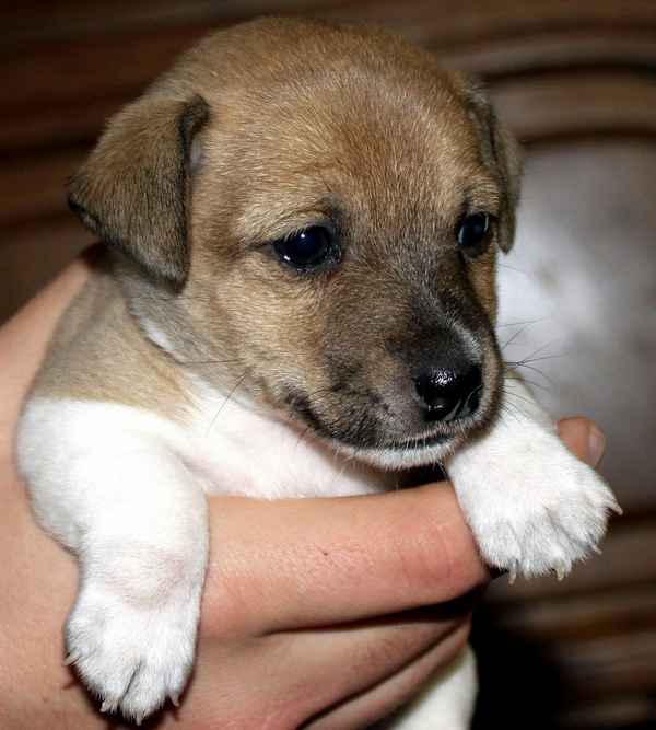 Handvoll Hund