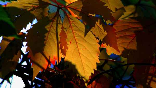 Herbstlich