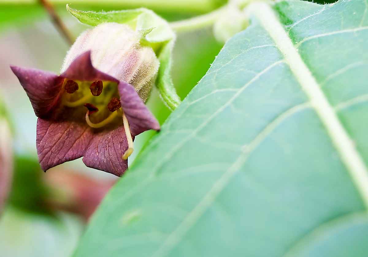 Blüte der Tollkirsche (Atropa belladonna)