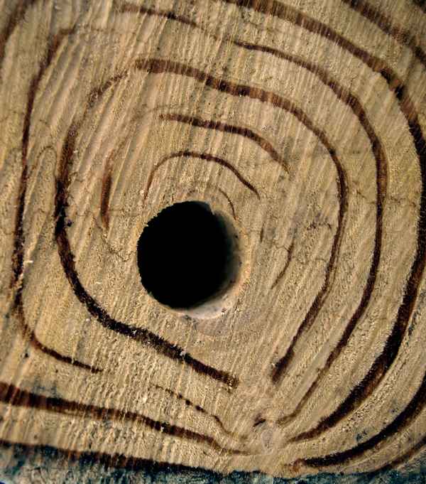 baumstamm im querschnitt