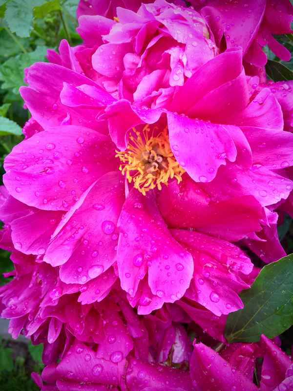 Rhododendron geduscht