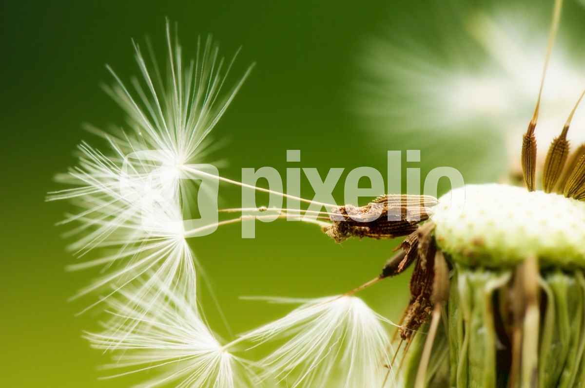 Pusteblume