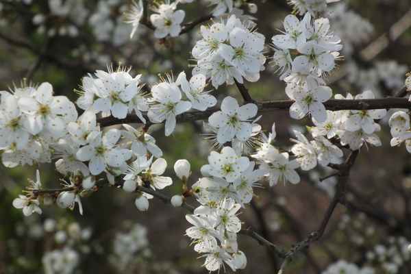 Weiße Blüten 3