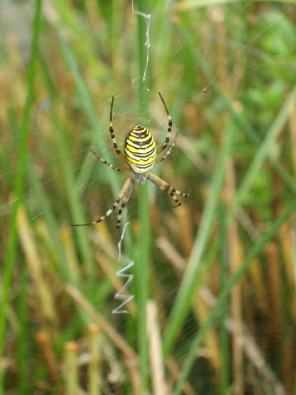 Wespenspinne in Haltingen
