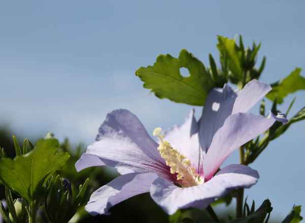 Hibiskus am Wegesrand 01