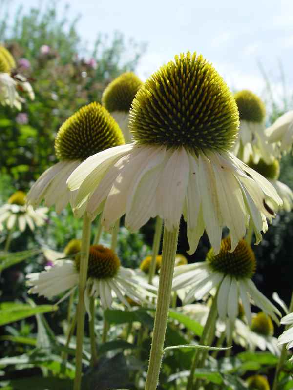 Echinacea