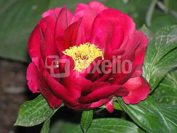 leuchtend rote Pfingstrose