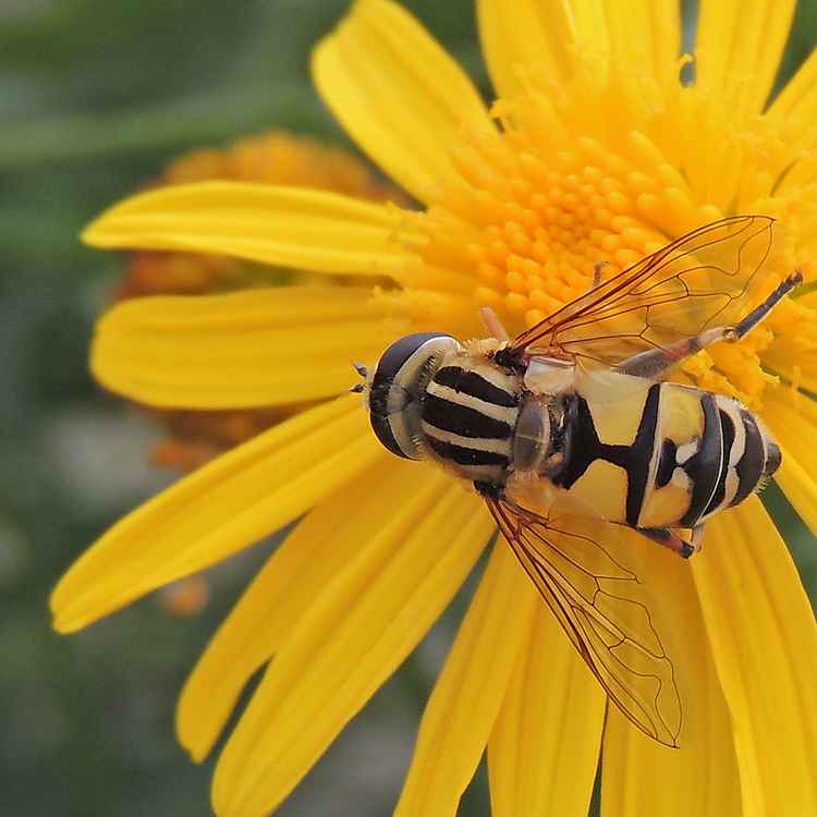 käfer auf gelber bume