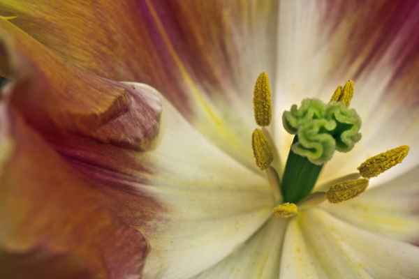 Tulpenblütenmakro