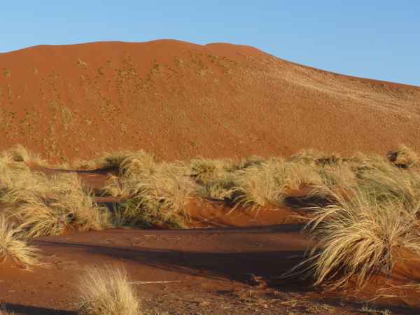 Dünen von Sossusvlei nach der Regenzeit