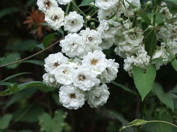 pflanze_004