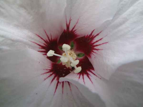 Hibiscus