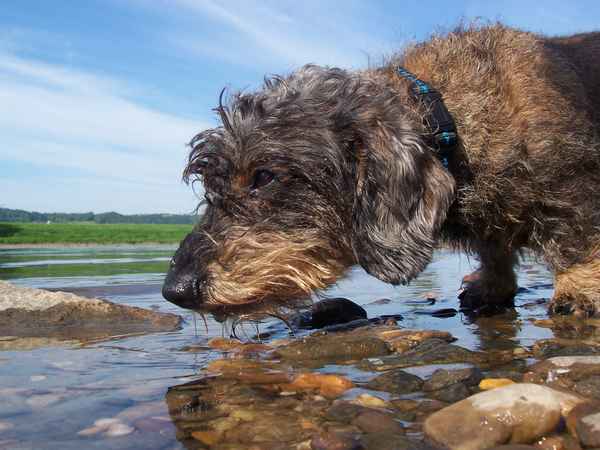 Nun hab ich mich doch entschlossen doch die Elbe leer zu trinken...
