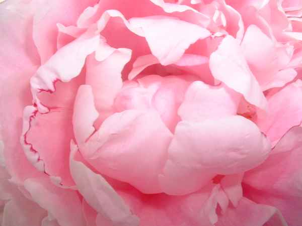 Pfingsrose