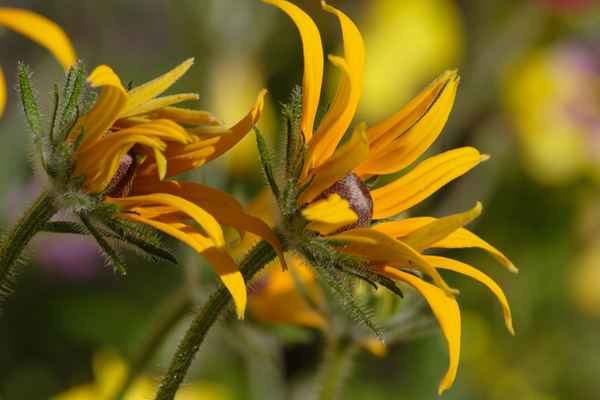 Gartenblumen 2