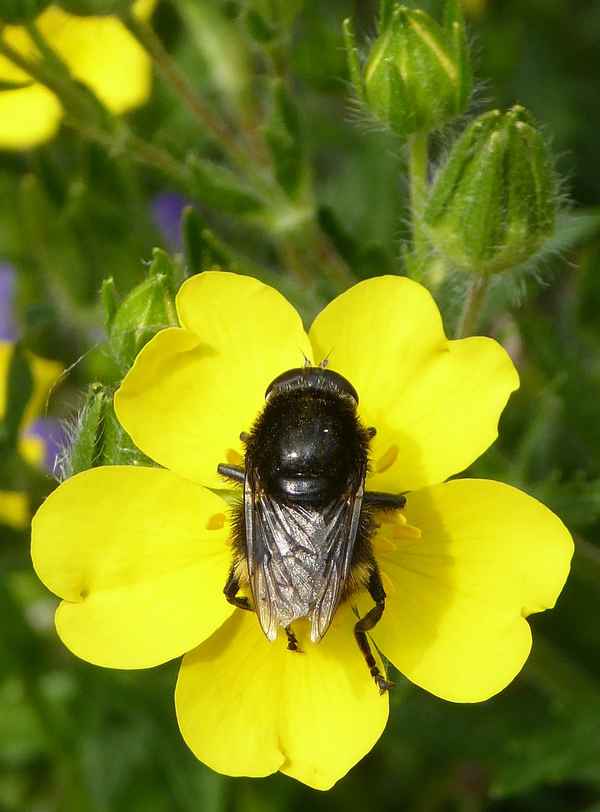 Hummel bei der Nektaraufnahme