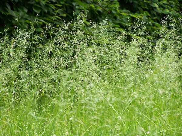 Auf der Wiese habe ich gelegen und ich habe Gras gekaut ... 4