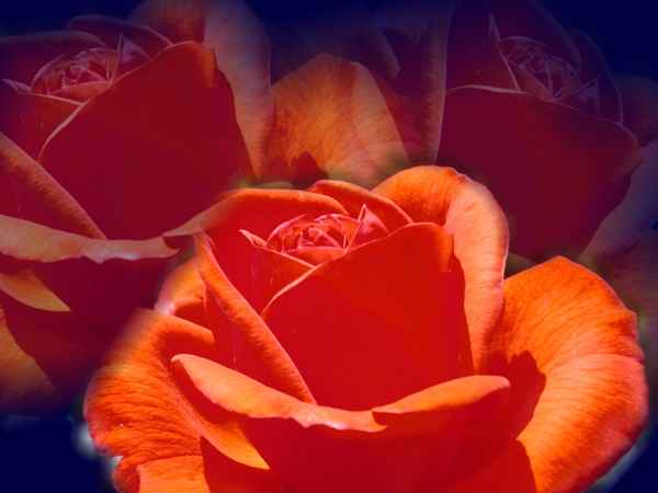 Rose