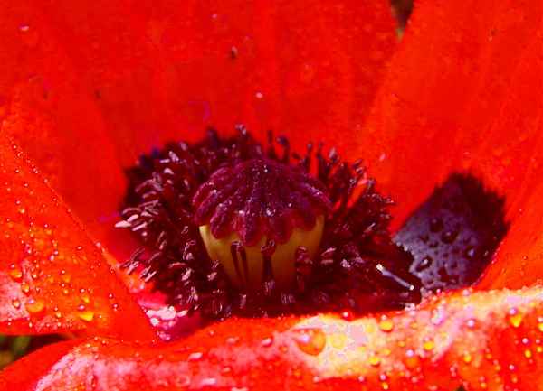 ZUM REINBEISSEN LECKER