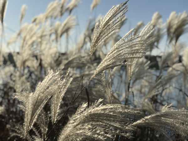 Ufergras im Herbst / Foto: Alexander Hauk