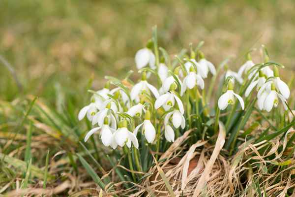 Schneeglöckchen
