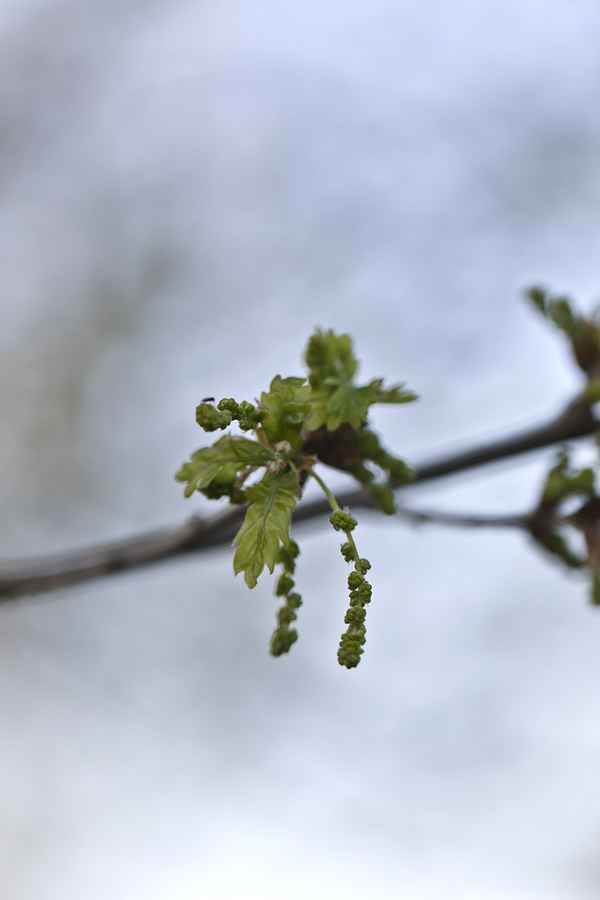 Frisches Eichenlaub