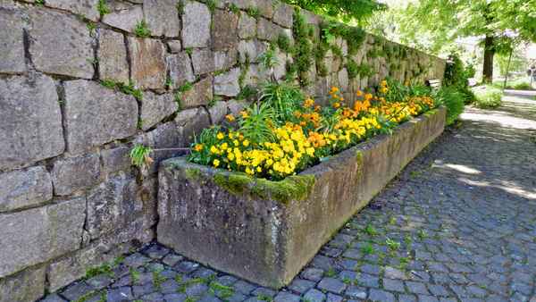 Mauerblümchen im Trog