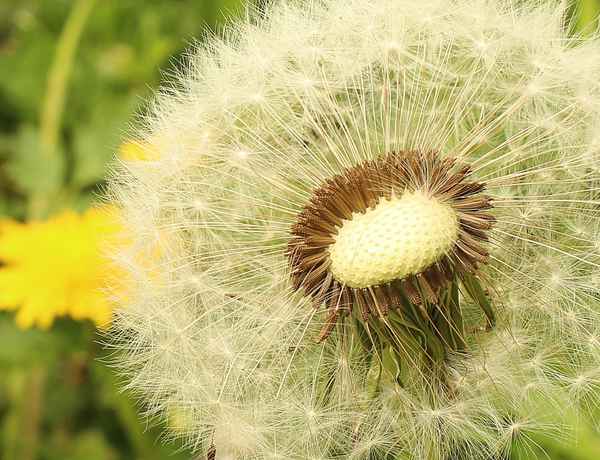 Puuuuuusteblume