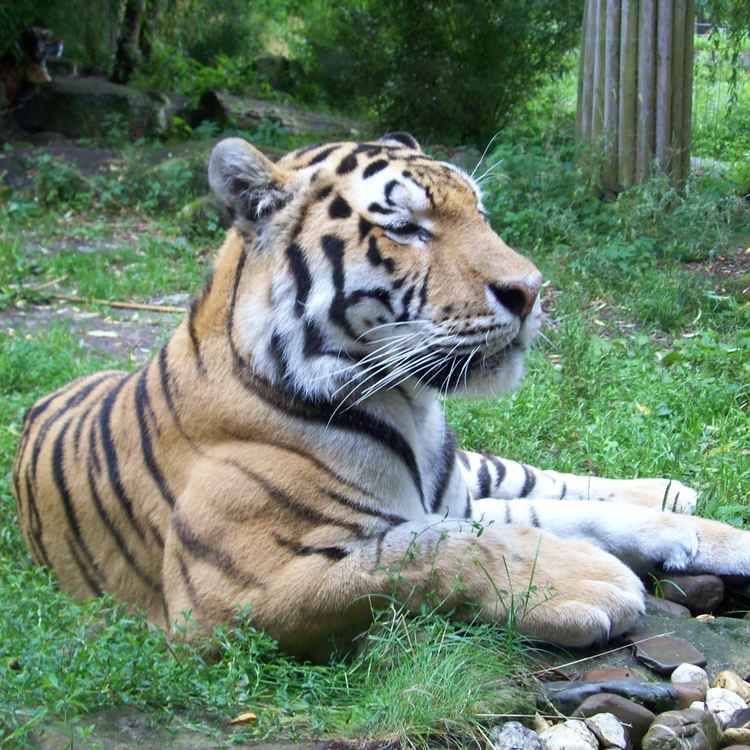 Tiger!