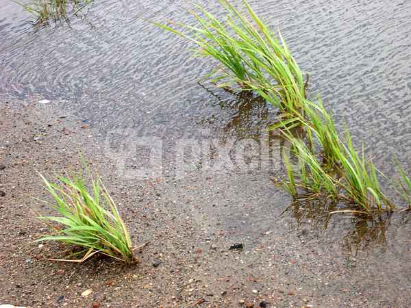 Gras in einer Pfütze