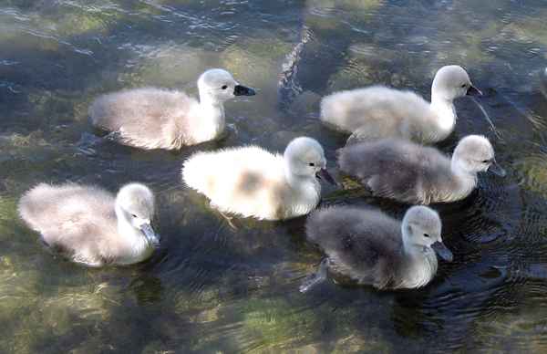 Schwimmen gegen die Strömung