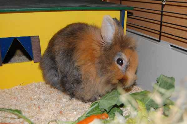 Hugo der Hase