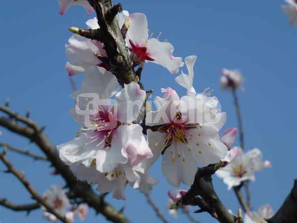 Mandelblüte in der Pfalz