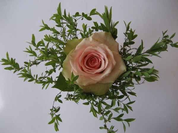 Rose & Gräser
