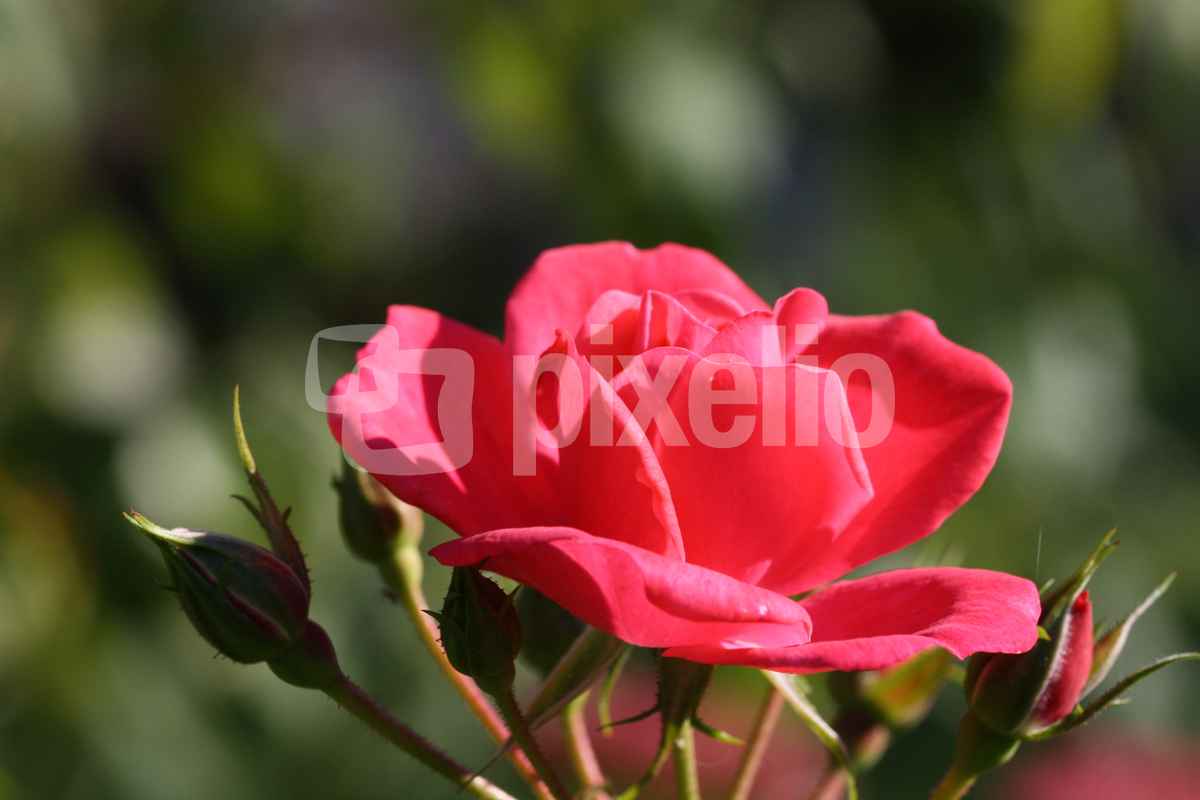 Pinke Rose