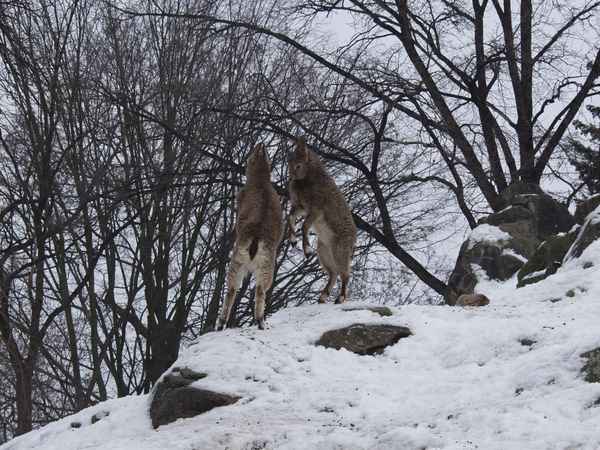 Steinbock