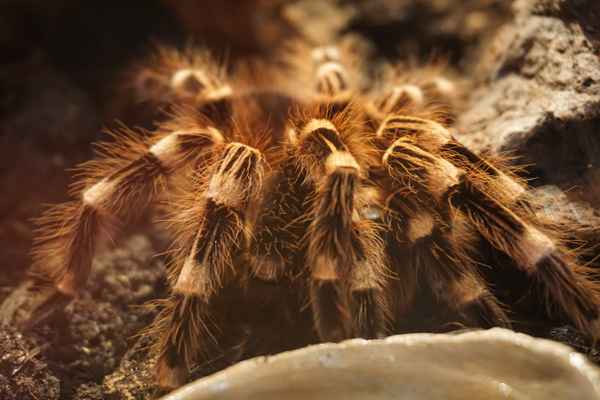 Spinne