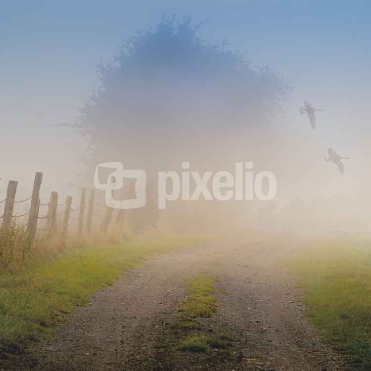 Friedliche Morgenidylle mit Nebel & Gänsen