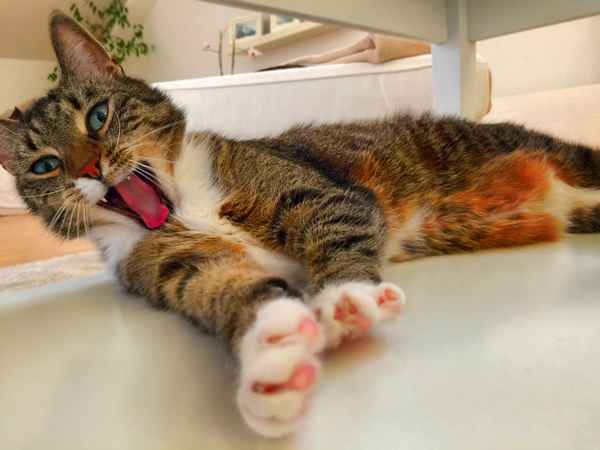 Katze gähnt
