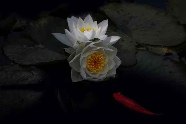 Licht und Schatten