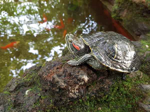 Schildkröte