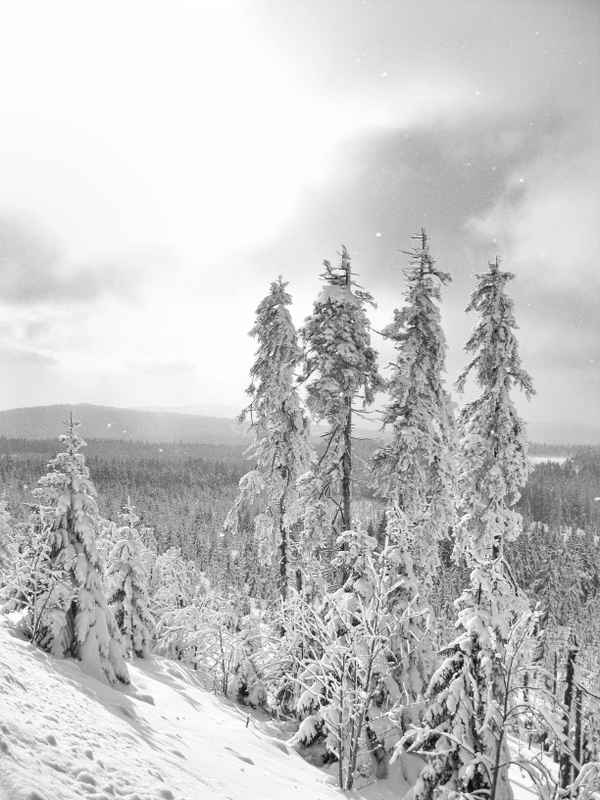 Verschneiter Nadelwald