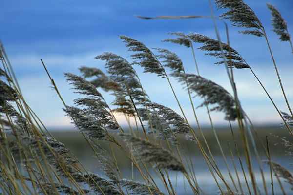 Wenn der Seewind wehnt...