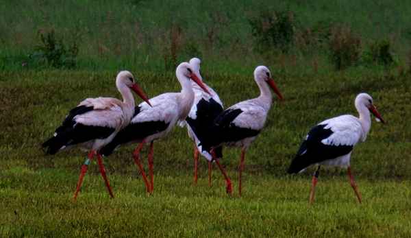 Storchversammlung