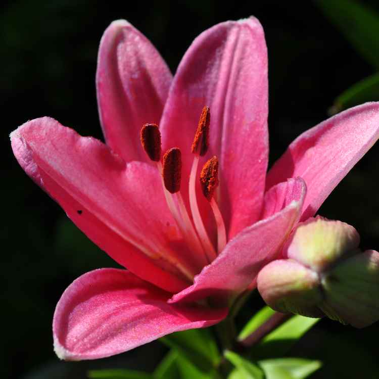 portrait einer Lilie