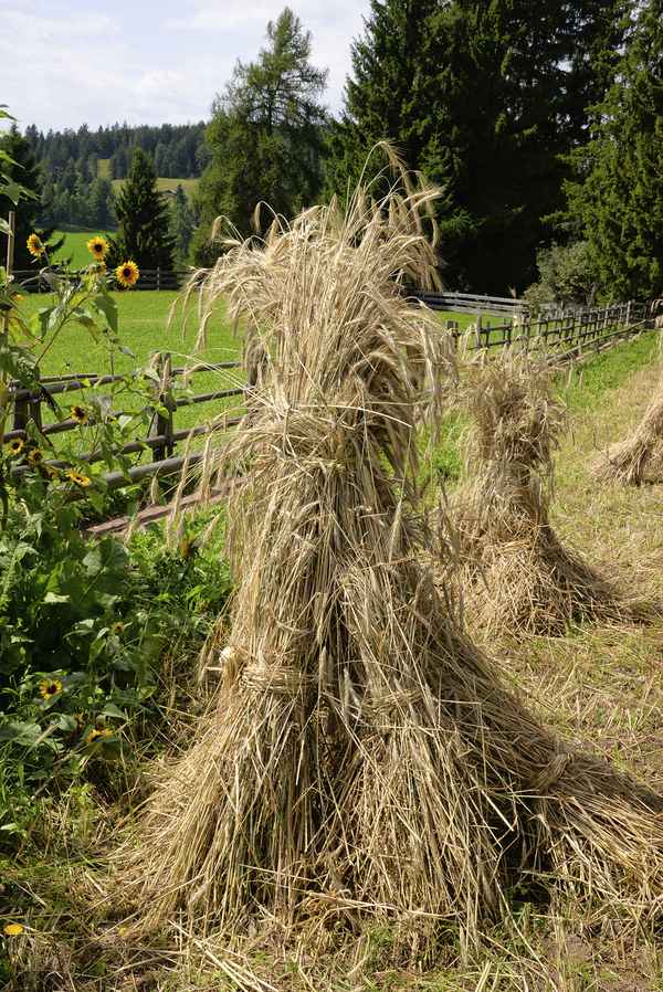 Dieme, Kornhocken, Getreide, Roggen