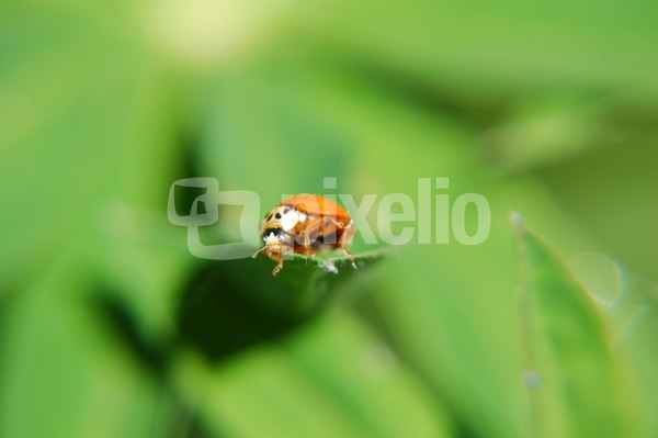 posing ladybug 3