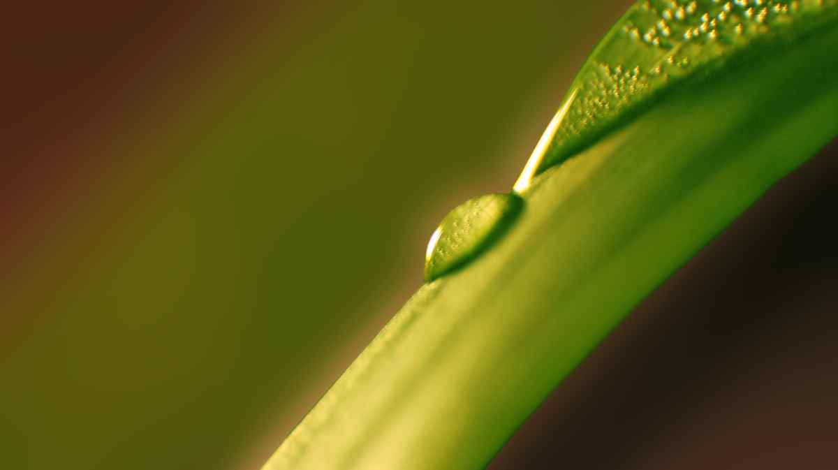 Drop on leaf