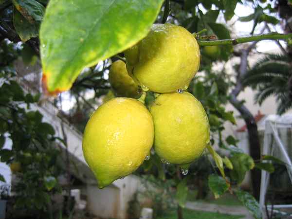 das ist Frische pur 2